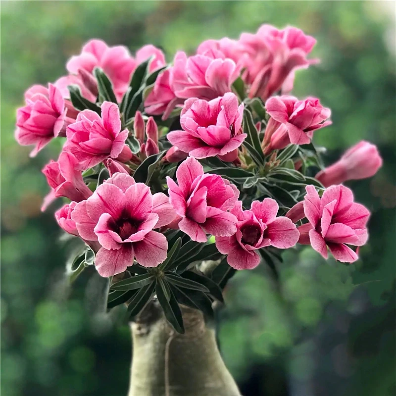 Home-Garden-Desert-Rose-Flowers-Bonsai-Plants-New-Year-Home-Sticker-Succulent-Decoration-2.webp