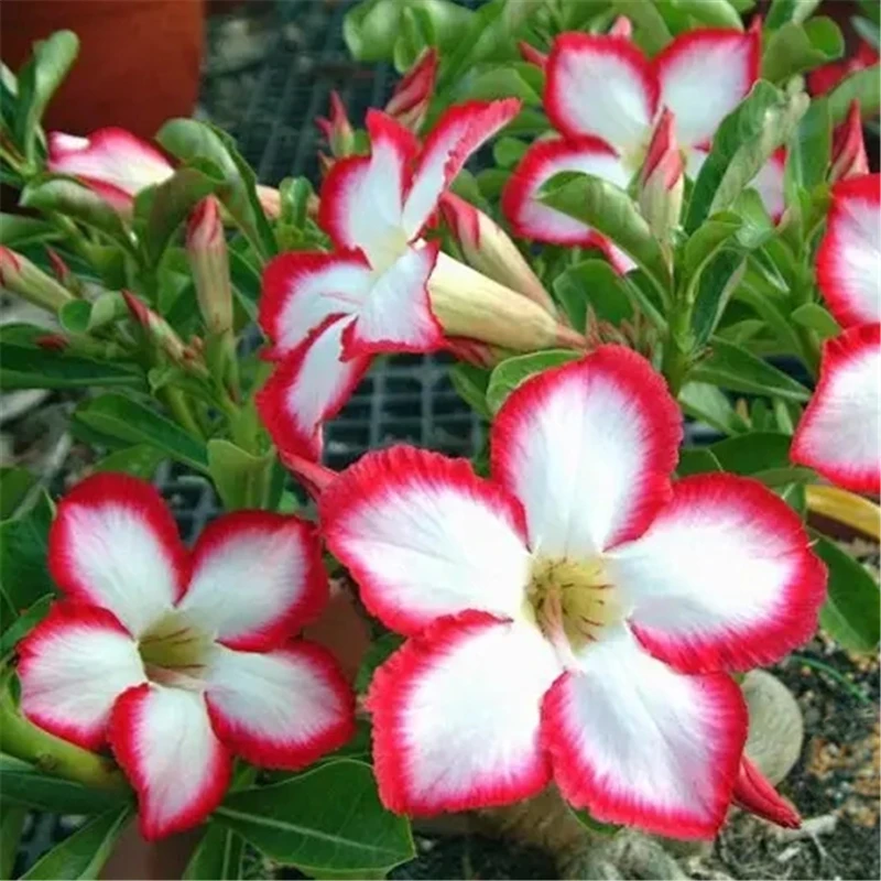 Home-Garden-Desert-Rose-Flowers-Bonsai-Plants-New-Year-Home-Sticker-Succulent-Decoration-3.webp
